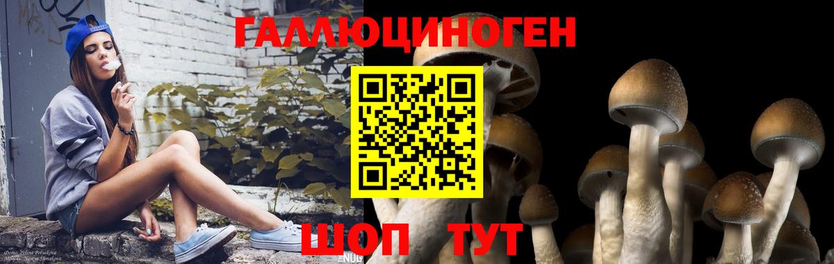 Псилоцибиновые грибы Psilocybe Чайковский